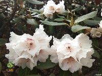 图集 ▏轿子雪山是花的海洋