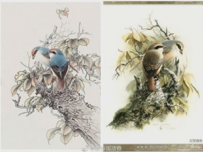 艺术圈再出大事！拍出299万的作品竟是抄袭云南知名植物科学画家曾孝濂？