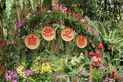 西双版纳热带植物园兰花展将于4月10日开展