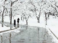 图集 | 鼠年到，会泽水城梨园的一番雪景