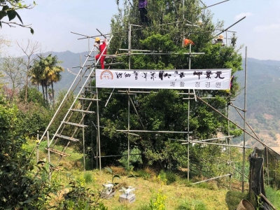 临沧春茶开采 白莺山黑条子茶王树成交价达26万元