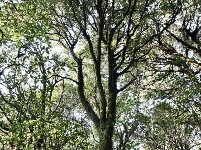 图集 |秘境传说——哀牢山之金山原始森林