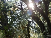 图集 |秘境传说——哀牢山之金山原始森林