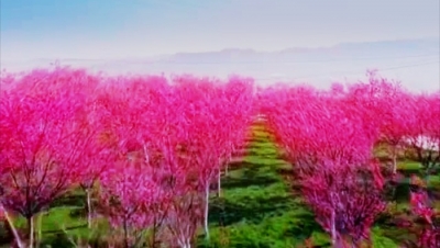 节省一半时间，赏花更便捷！宜良樱花谷复线公路今日正式通车