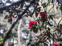 图集｜遇见满山花 邂逅磨盘山