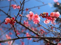 图集 | 阳春三月，在苍山洱海间邂逅一场最美的花事