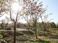 图集｜遇见满山花 邂逅磨盘山