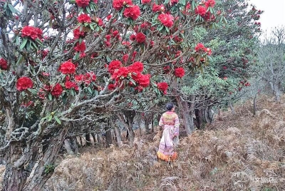 除了天堂山立木山，保山昌宁利东山也有杜鹃花海