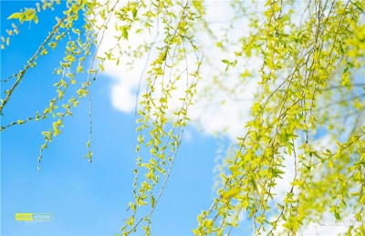 在苍山洱海间邂逅油菜花，大理这波美图又上热搜了！