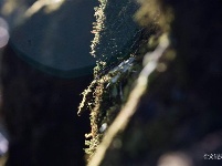 图集 |秘境传说——哀牢山之金山原始森林