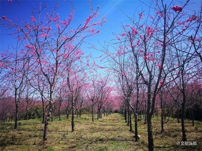 3月16日起，磨盘山国家森林公园对新平本地居民免票！