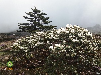 图集 ▏轿子雪山是花的海洋