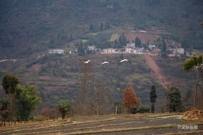 “高原精灵”黑颈鹤首次飞抵永善溪洛渡