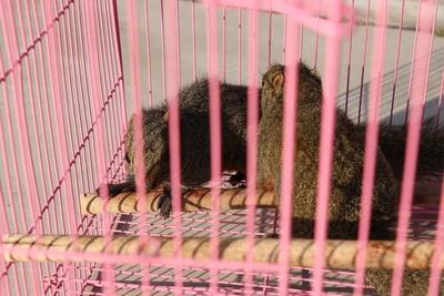 丽江永胜东片派出所扎实开展打击野生动物非法贸易专项行动