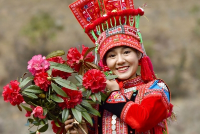 石屏马缨花开了 花团锦簇生命怒放