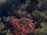 图集｜遇见满山花 邂逅磨盘山