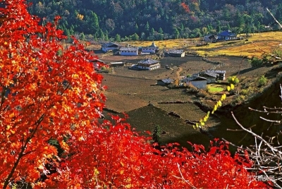 【云游迪庆】香格里拉·草之景