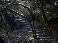 图集 |秘境传说——哀牢山之金山原始森林