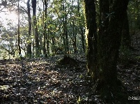 图集 |秘境传说——哀牢山之金山原始森林