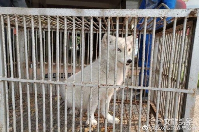 景洪森林公安及时救助一只误入居民家中觅食的狐狸