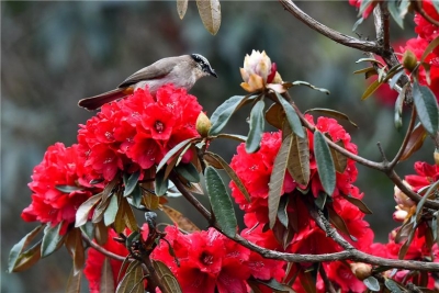 石屏马缨花开了 花团锦簇生命怒放
