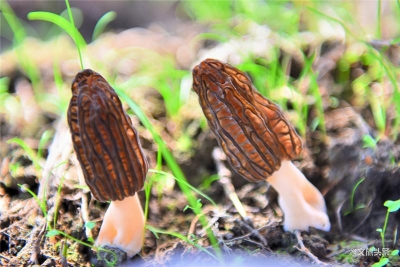 云南昌宁：羊肚菌顺利“落户”，菌家族喜添新丁