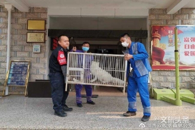 景洪森林公安及时救助一只误入居民家中觅食的狐狸
