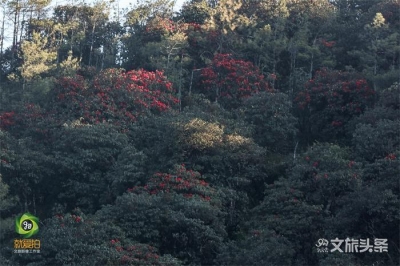 马缨花开，磨盘山国家森林公园增设观光交通车