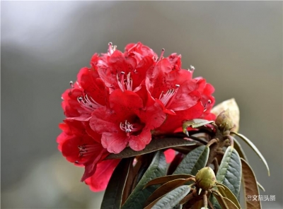 石屏马缨花开了 花团锦簇生命怒放