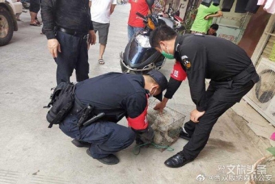 景洪森林公安及时救助一只误入居民家中觅食的狐狸