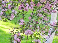 图集 | 昆明花事：樱花海棠漫春城 桃花梨花映春光