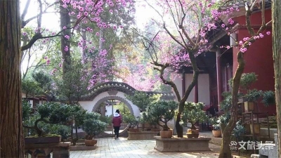 图集｜玉溪市通海秀山公园：桃之夭夭  桃桩花开喜迎春