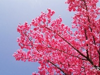 图集 | 阳春三月，在苍山洱海间邂逅一场最美的花事