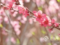 图集 | 昆明花事：樱花海棠漫春城 桃花梨花映春光
