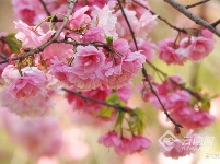 图集 | 昆明花事：樱花海棠漫春城 桃花梨花映春光