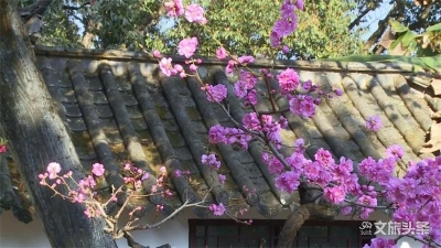 图集｜玉溪市通海秀山公园：桃之夭夭  桃桩花开喜迎春