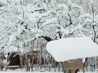 图集 | 鼠年到，会泽水城梨园的一番雪景