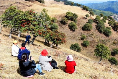大理南涧：高山草甸诗画里 康养福地花事浓 