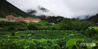 【云游迪庆】在向往的旅途中喝一杯德钦葡萄产业园精酿
