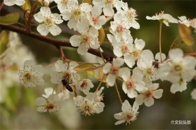 宁洱德化：云南的春光都在棠梨花里  赏花吃花正当时