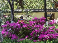 图集 | 昙华寺公园恢复开放 赏花晒太阳