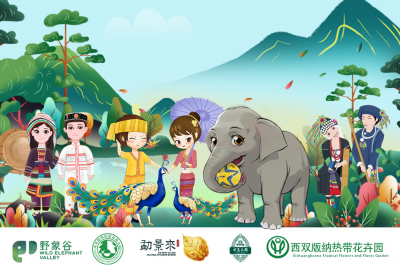今天，金孔雀旅游集团五大景区全面有序重启！