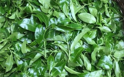 临沧春茶开采 白莺山黑条子茶王树成交价达26万元
