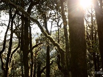 图集 |秘境传说——哀牢山之金山原始森林