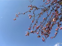图集 | 昙华寺公园恢复开放 赏花晒太阳