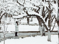 图集 | 鼠年到，会泽水城梨园的一番雪景