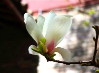 图集 | 阳春三月，在苍山洱海间邂逅一场最美的花事