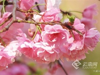 图集 | 昆明花事：樱花海棠漫春城 桃花梨花映春光