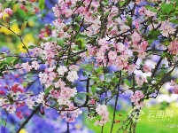 图集 | 昆明花事：樱花海棠漫春城 桃花梨花映春光