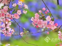 图集 | 昆明花事：樱花海棠漫春城 桃花梨花映春光